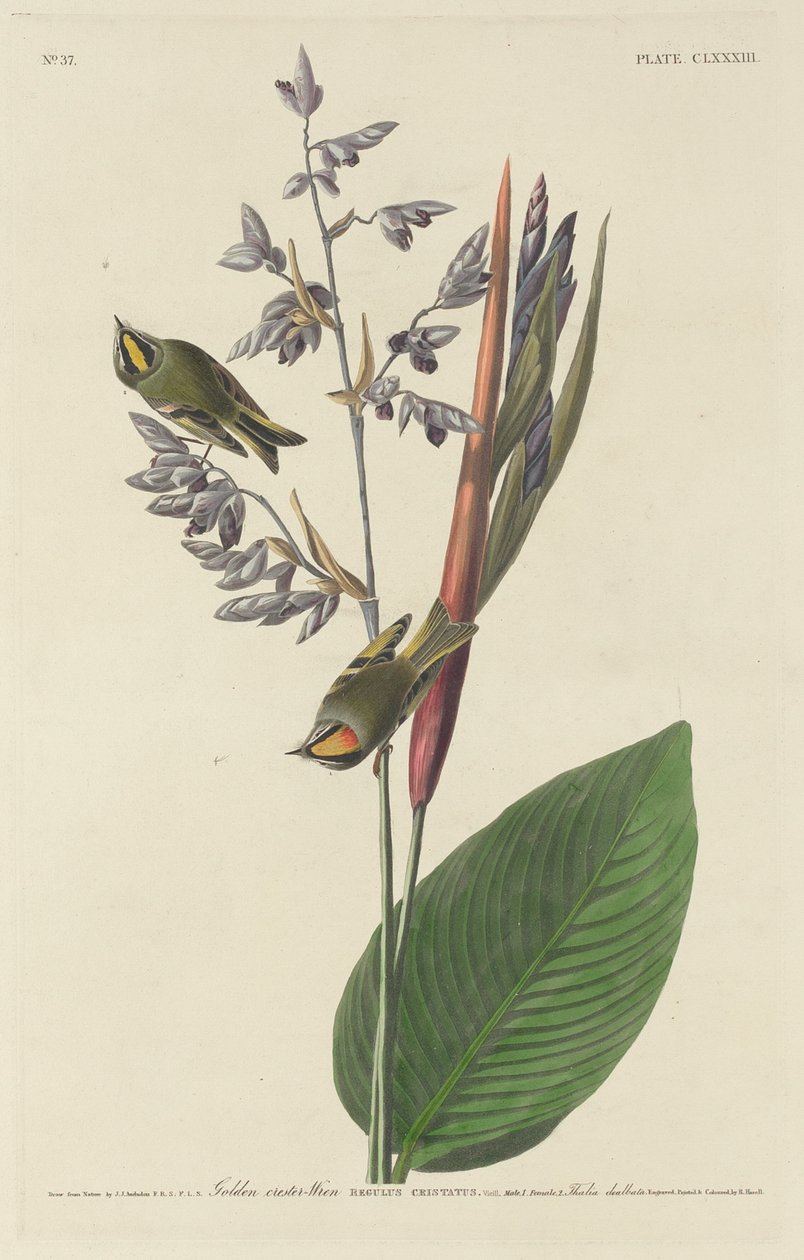 Roitelet huppé, 1833 - Robert Havell