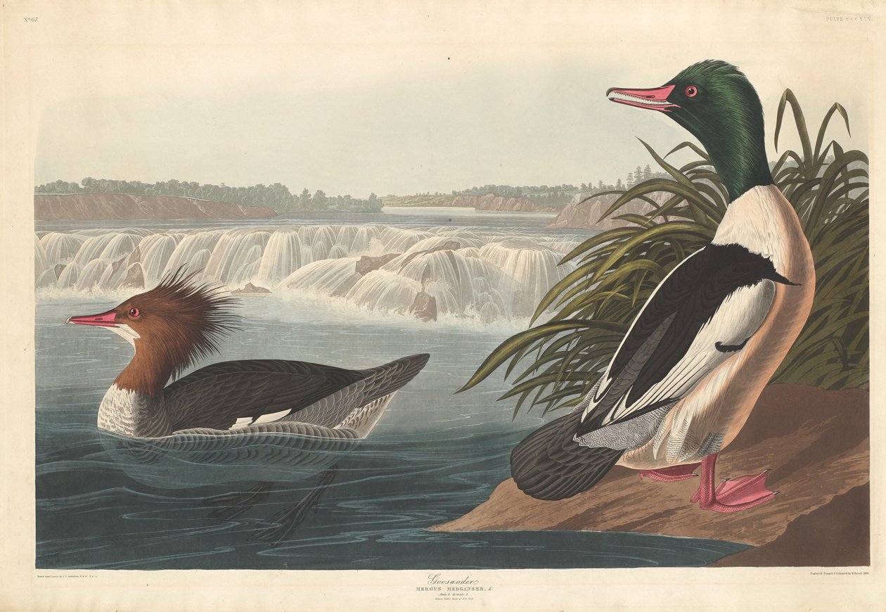 Harle bièvre, 1836 - Robert Havell