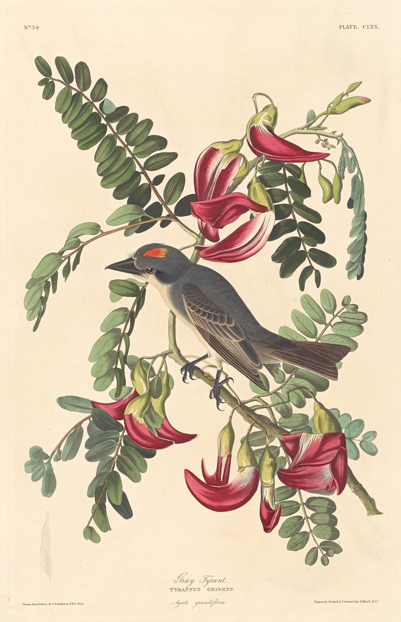 Tyran gris - Robert Havell