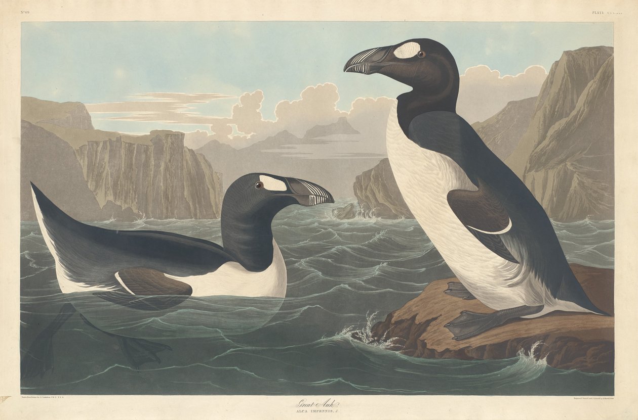Grand Pingouin, 1836 - Robert Havell