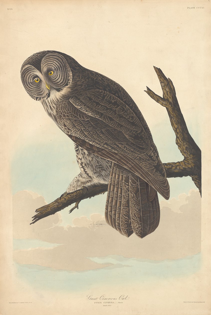 Grand Hibou Cendré, 1837 - Robert Havell