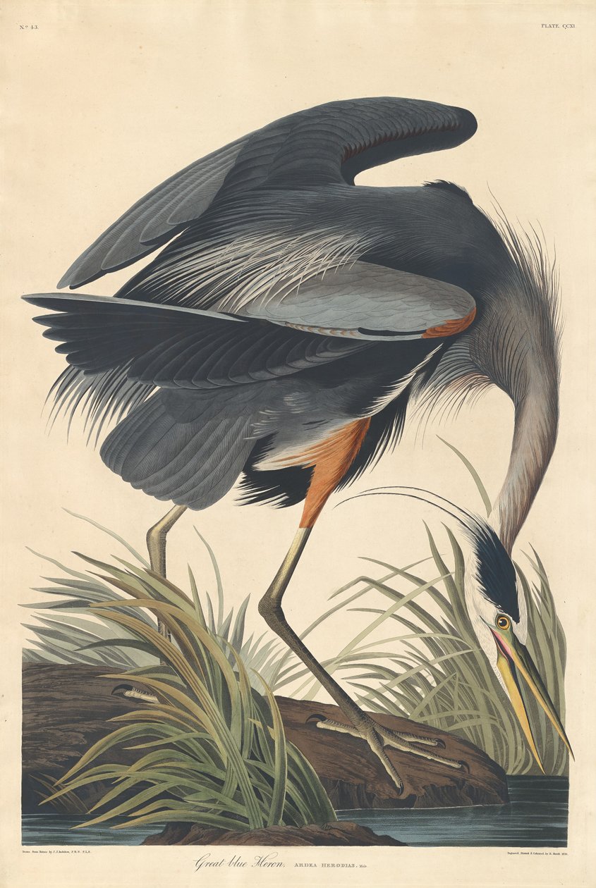 Grand héron bleu, 1834 - Robert Havell