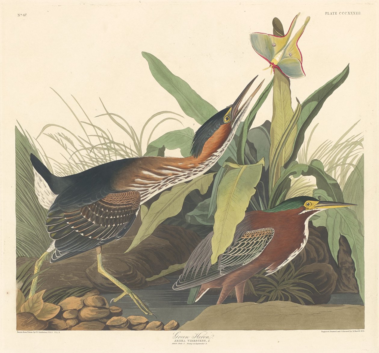 Héron vert - Robert Havell