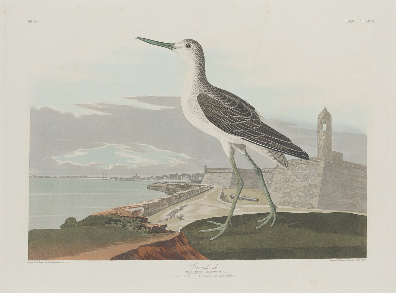 Chevalier gambette, 1835 - Robert Havell