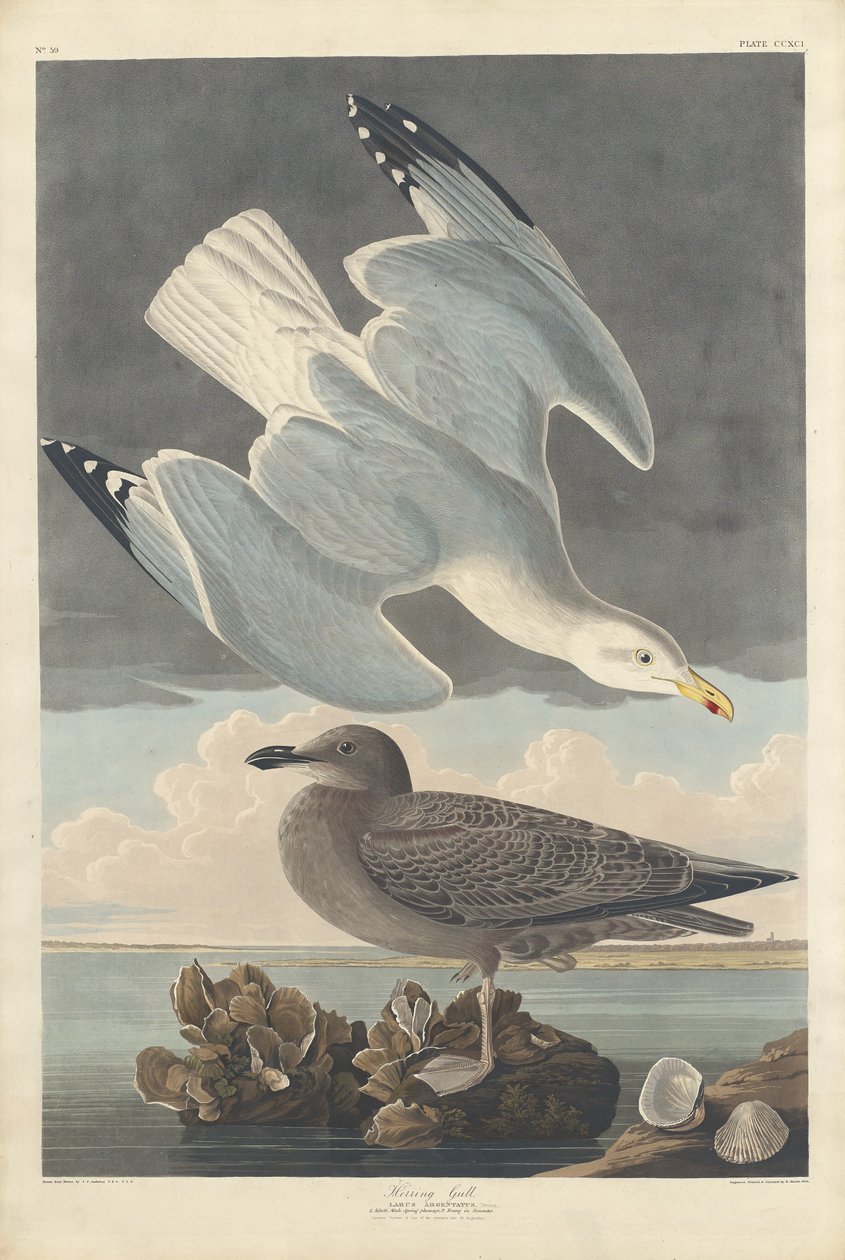 Goéland argenté, 1836 - Robert Havell