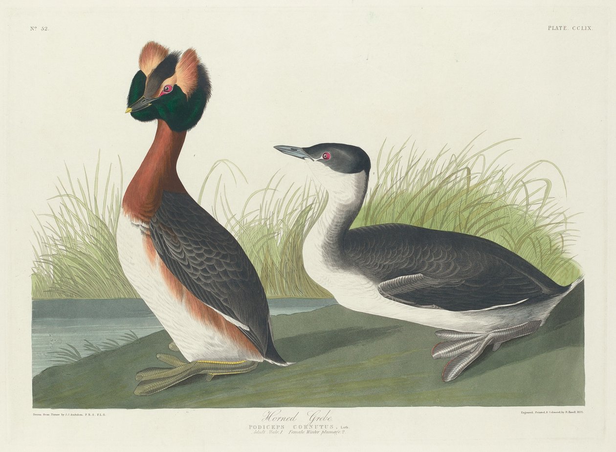 Grèbe cornu - Robert Havell
