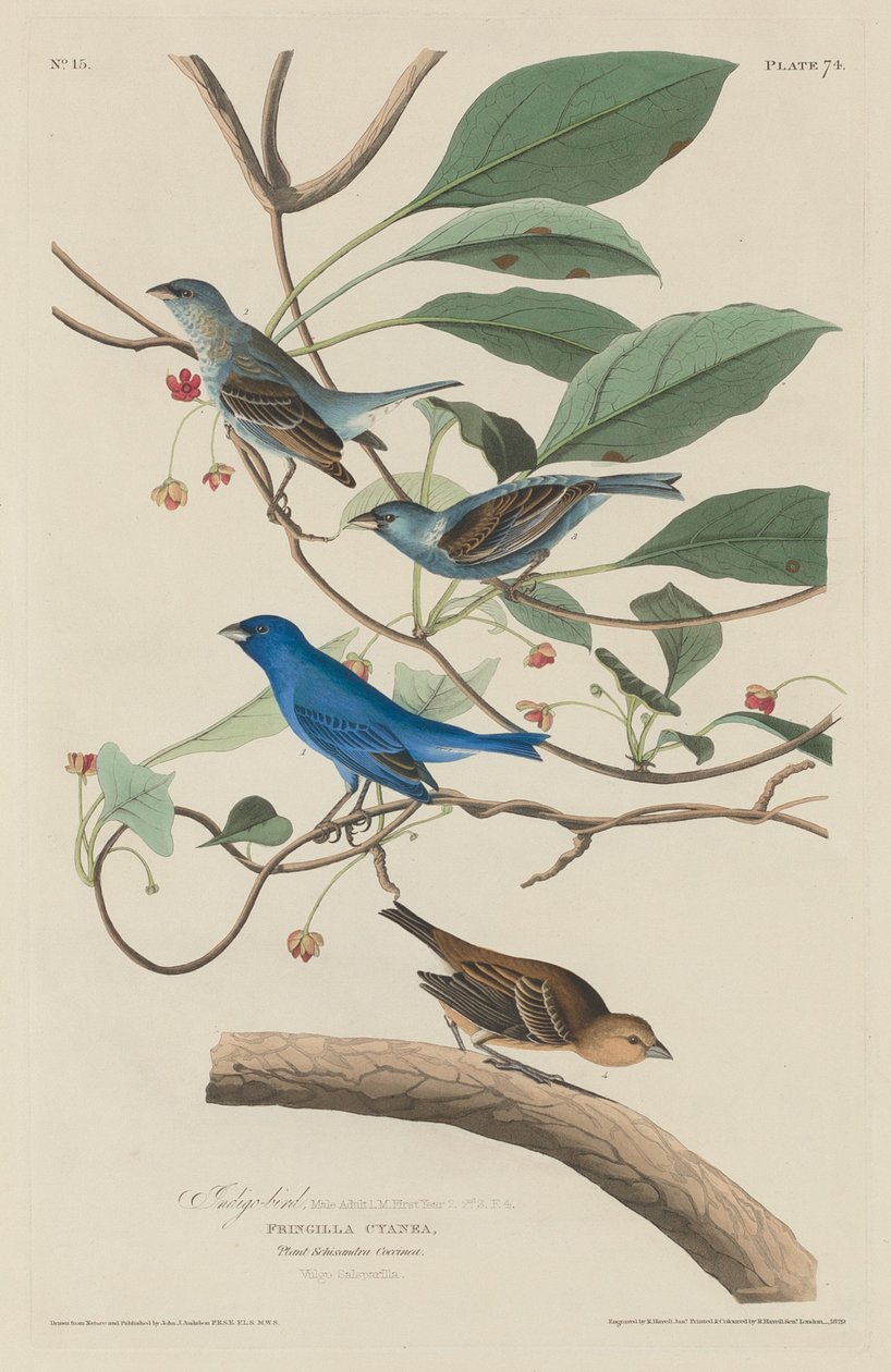 Oiseau indigo, 1829 - Robert Havell