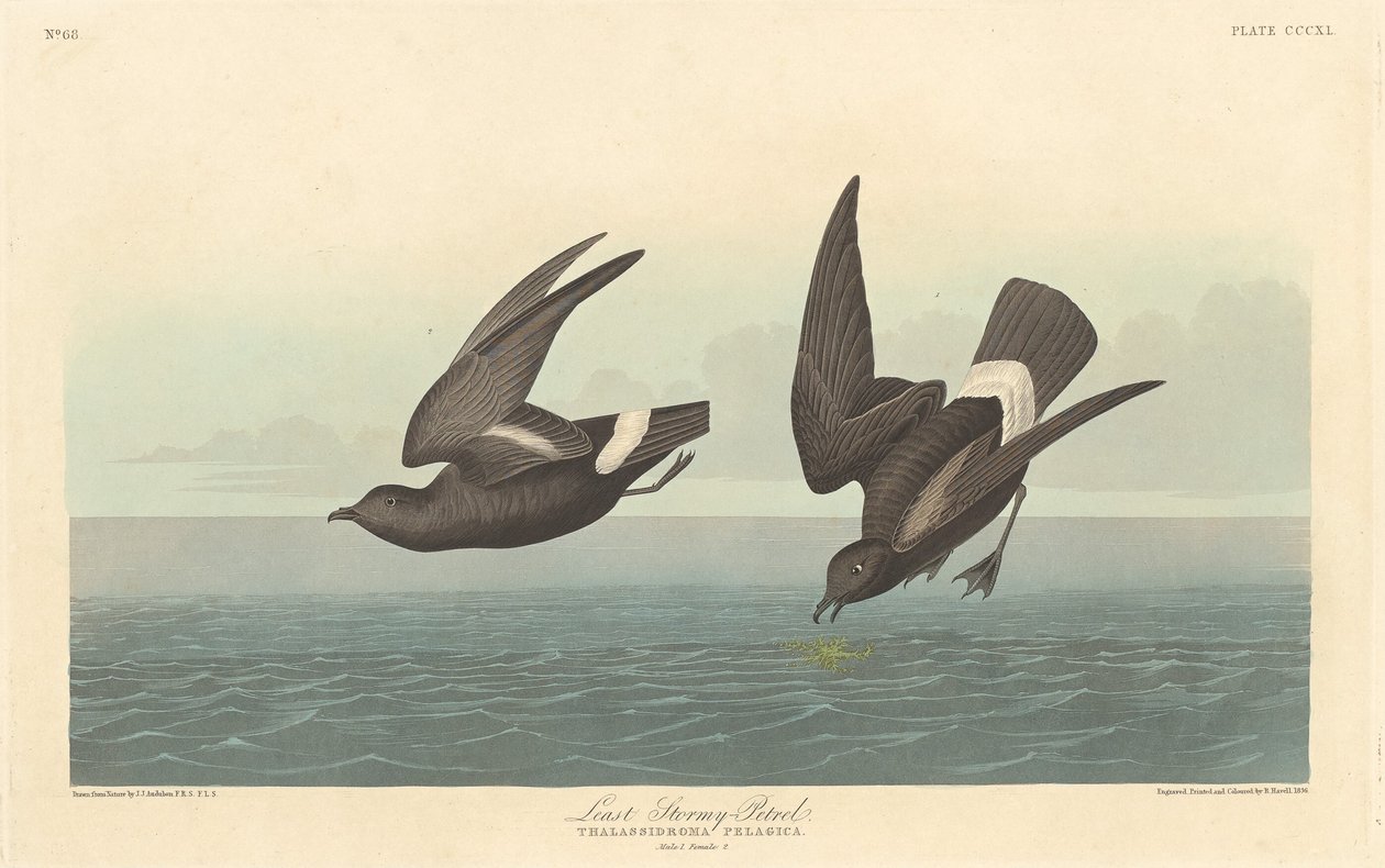 Pétrel tempête le plus petit, 1836 - Robert Havell