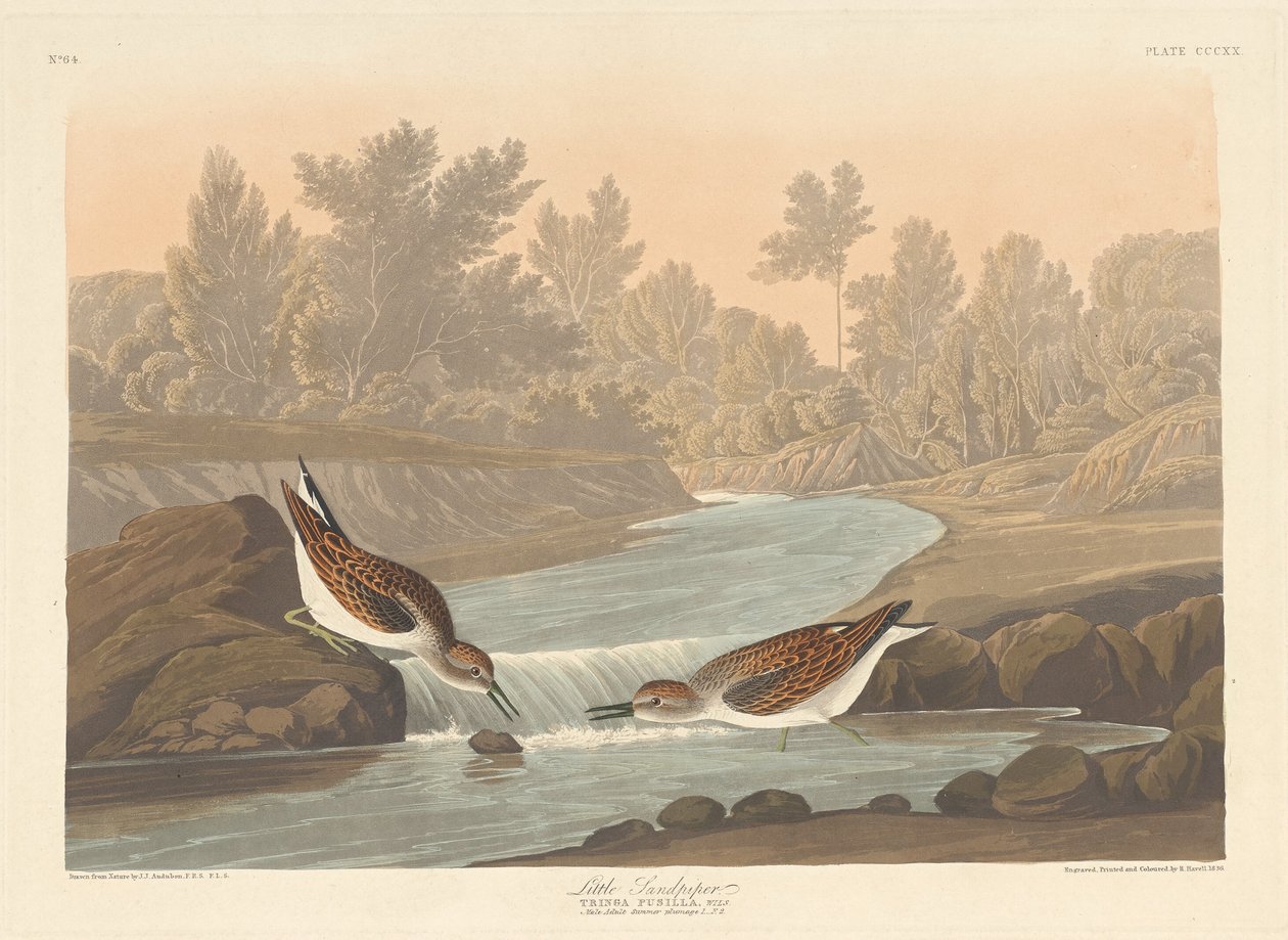 Petit bécasseau, 1836 - Robert Havell
