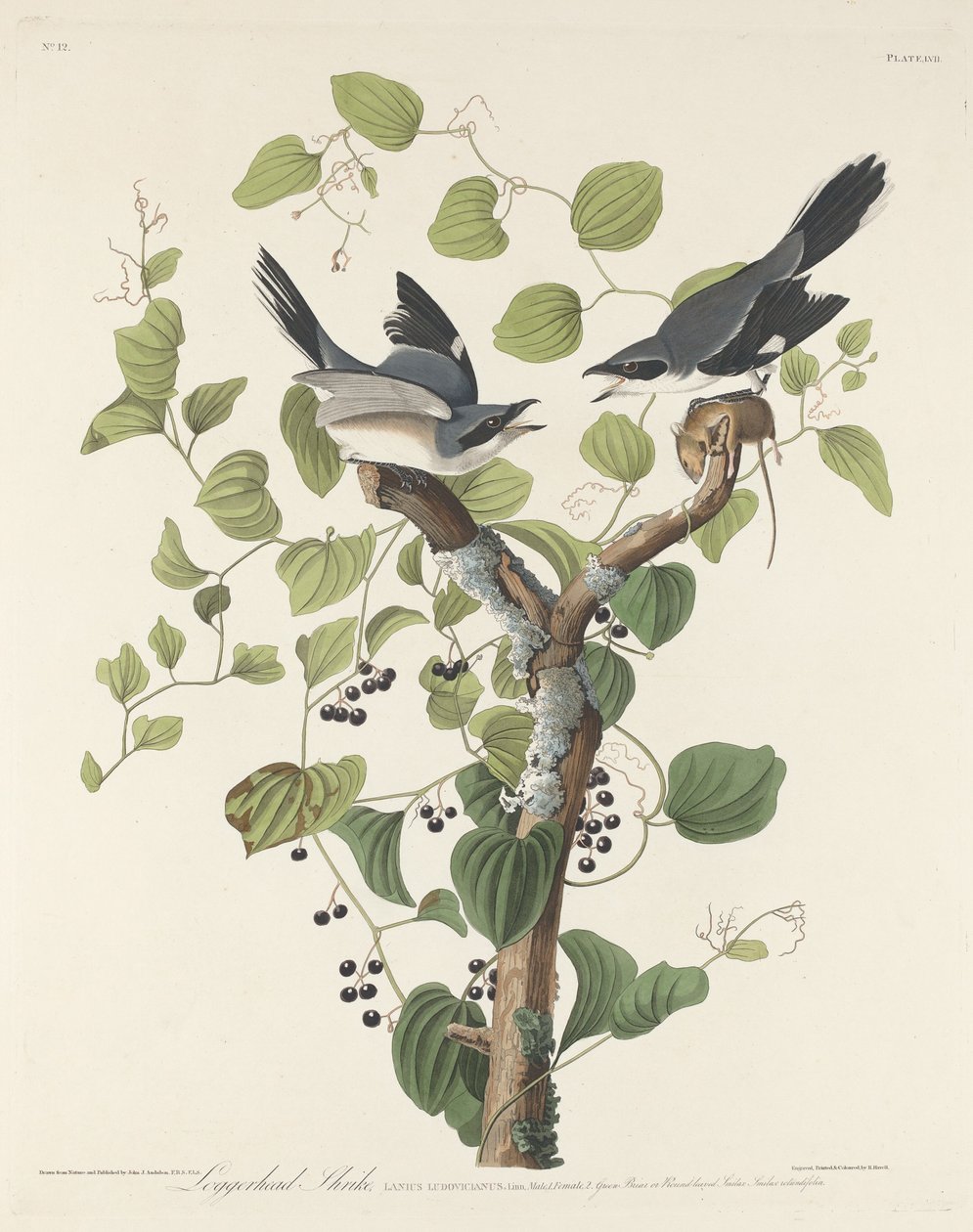Pie-grièche migratrice - Robert Havell
