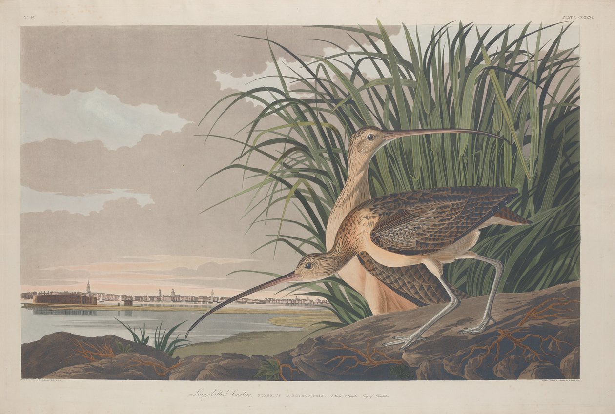 Courlis à long bec - Robert Havell