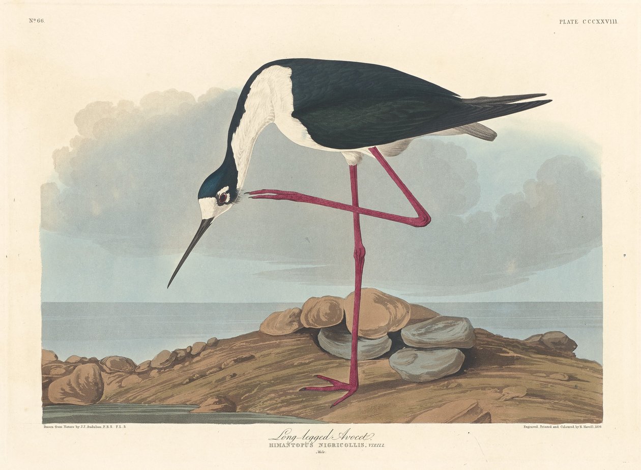 Avocette élégante, 1836 - Robert Havell