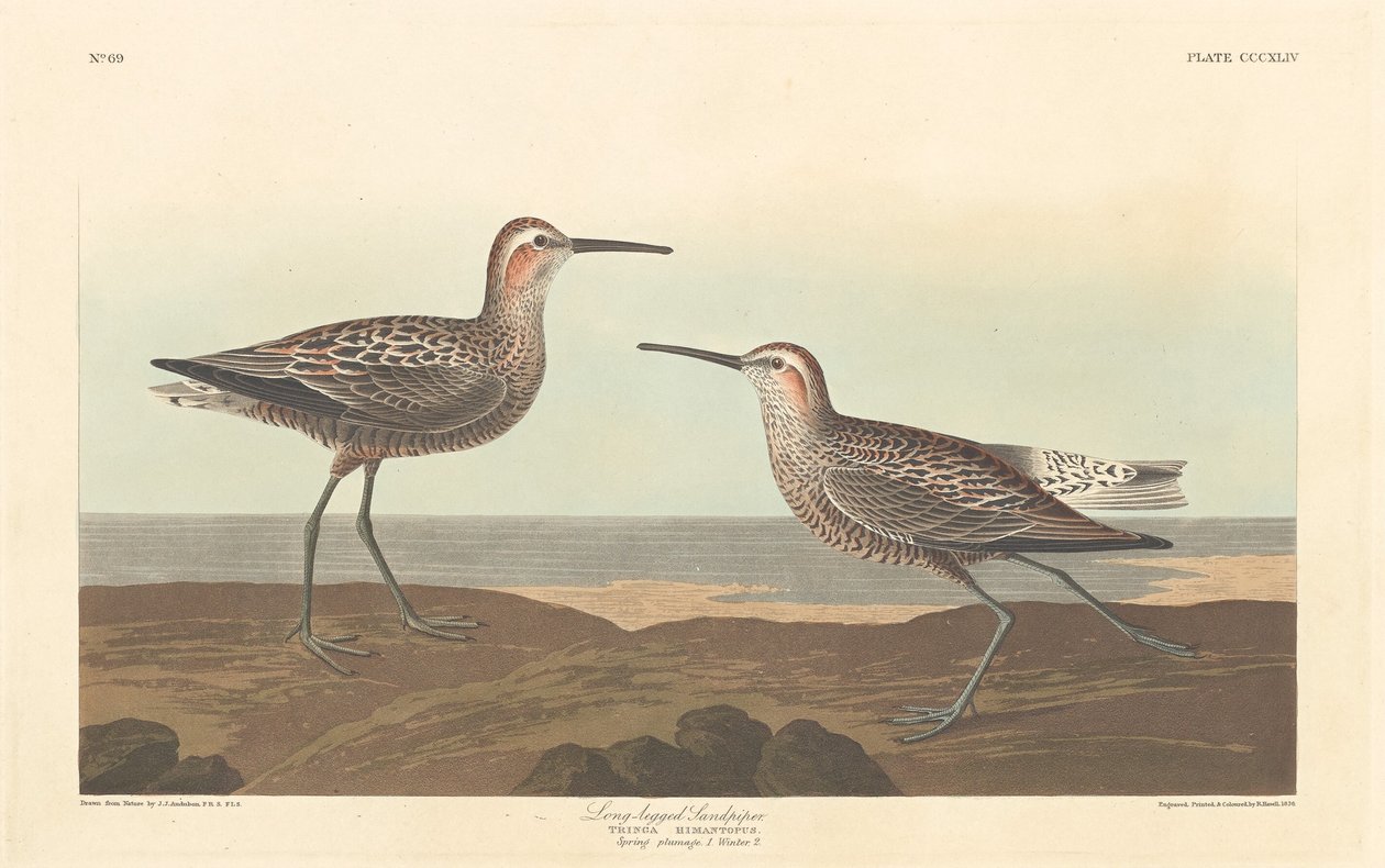Bécasseau à longues pattes - Robert Havell