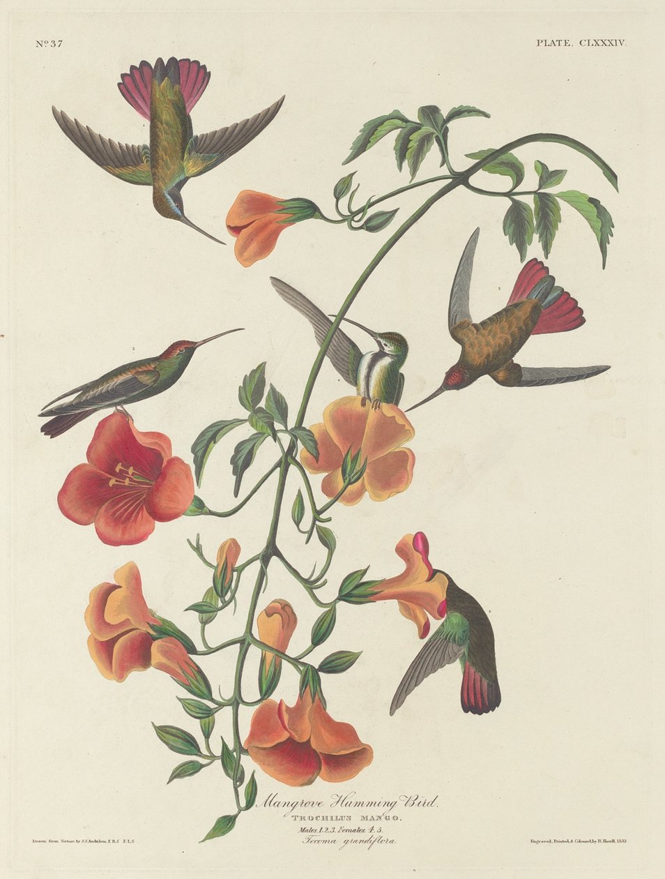 Colibri des mangroves, 1834 - Robert Havell