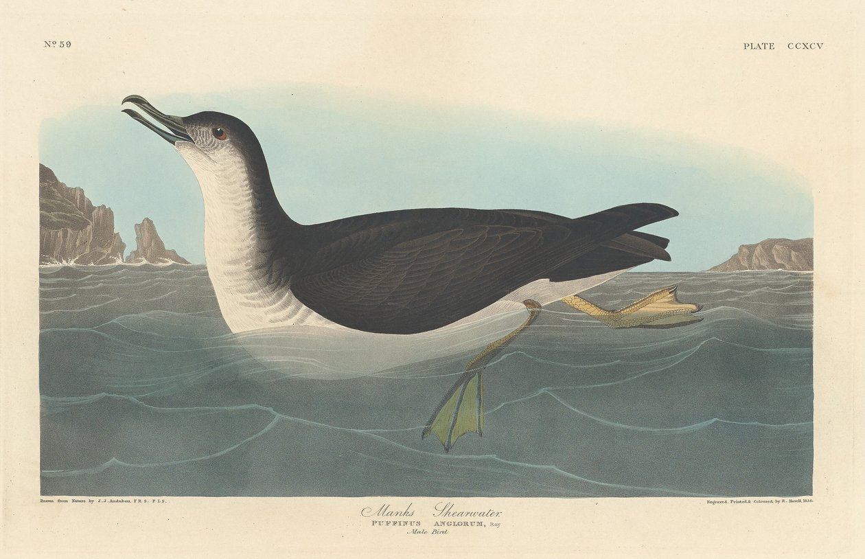 Puffin des Anglais, 1836 - Robert Havell