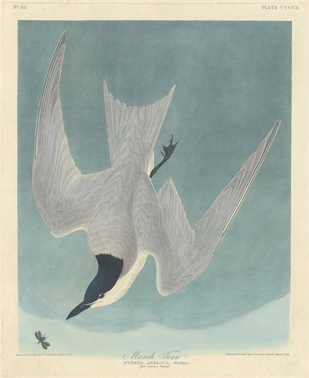 Sterne des marais, 1838 - Robert Havell