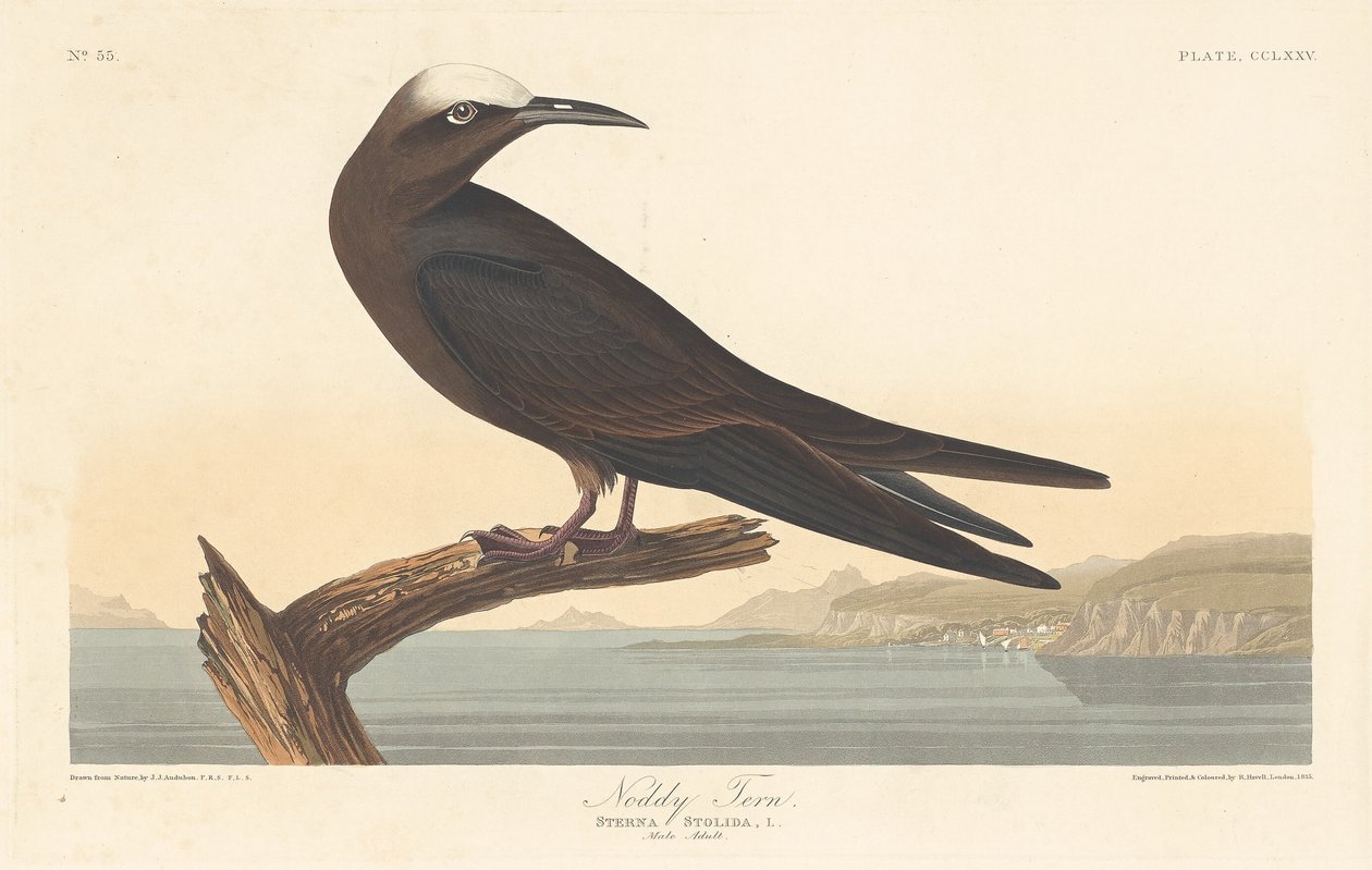 Noddi brun, 1835 - Robert Havell