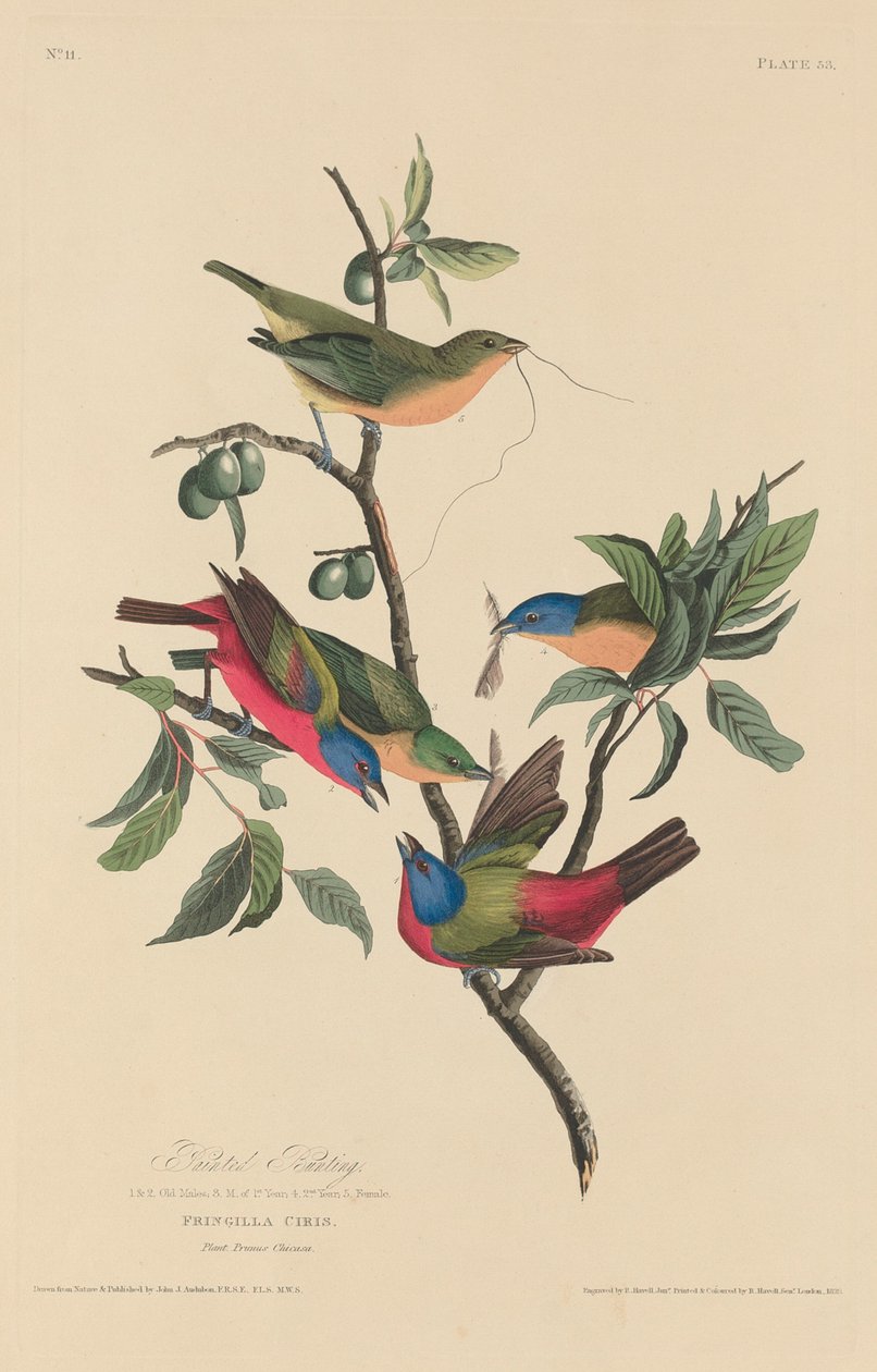 Passerin nonpareil - Robert Havell