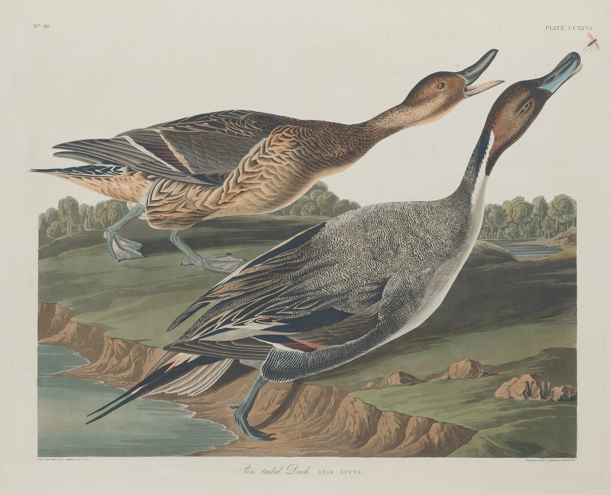 Canard à queue pointue, 1834 - Robert Havell