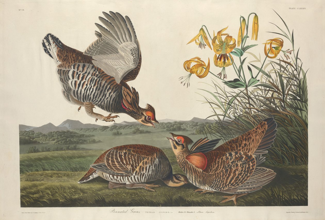 Grouse pinné, 1834 - Robert Havell