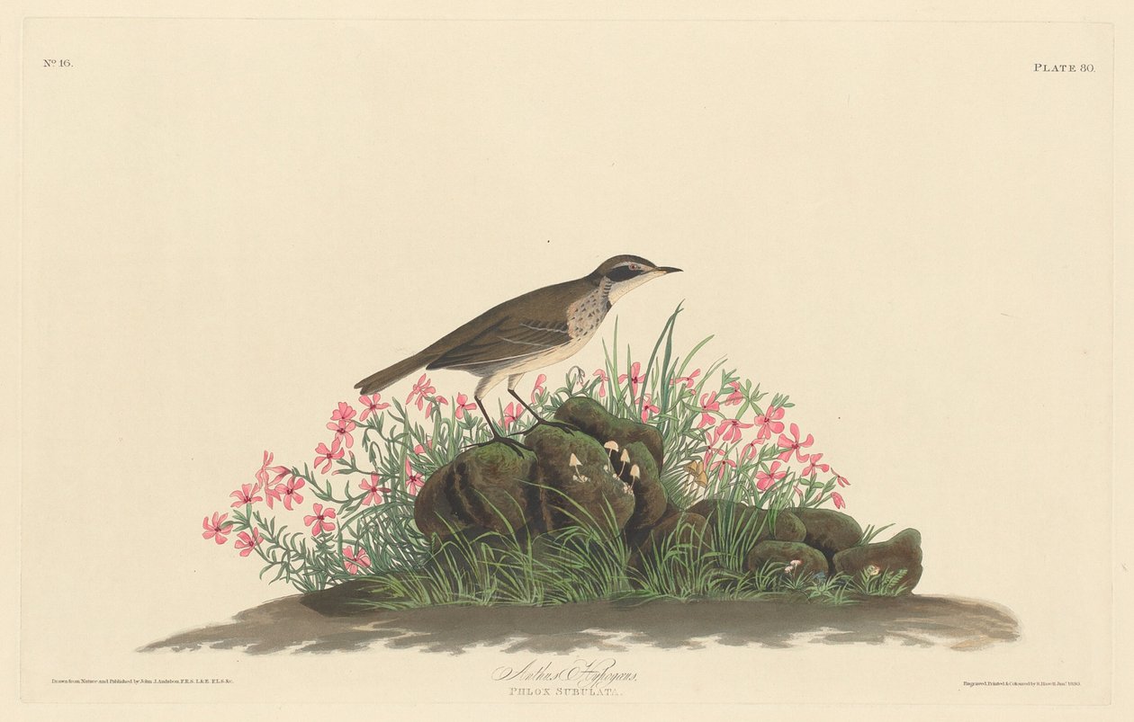 Titlark des prairies, 1830. - Robert Havell
