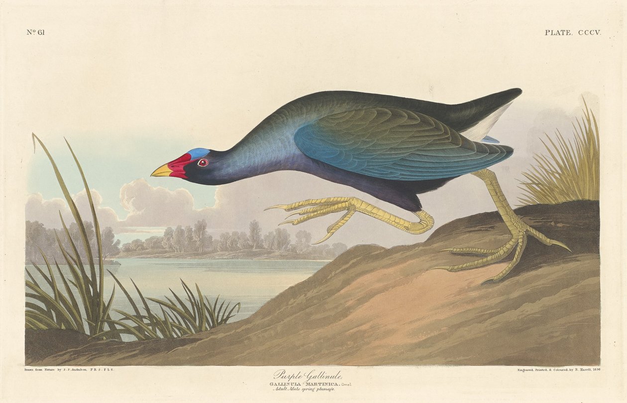 Talève violacée, 1836 - Robert Havell