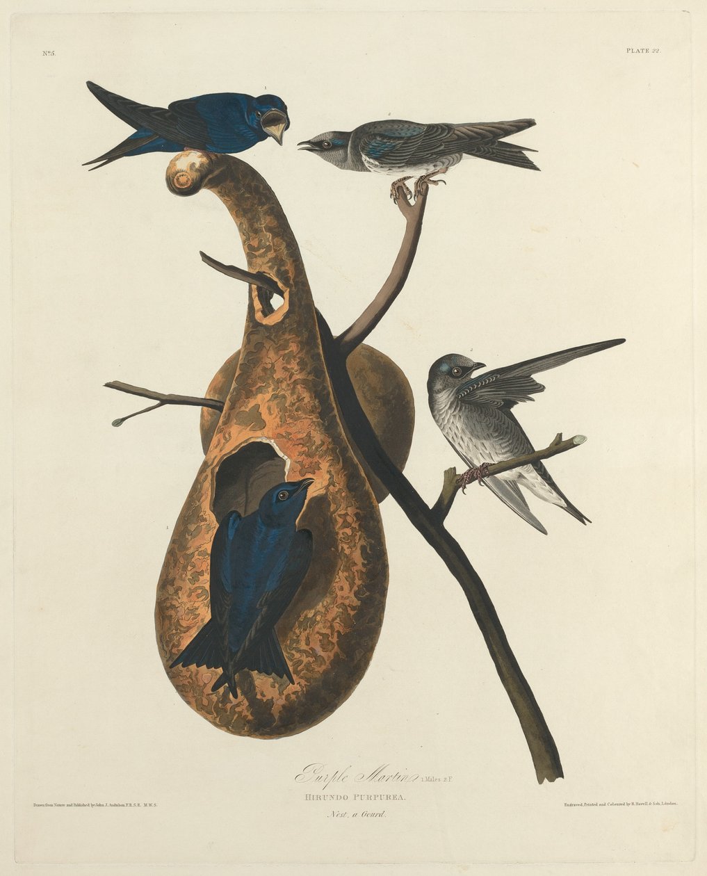 Hirondelle noire - Robert Havell