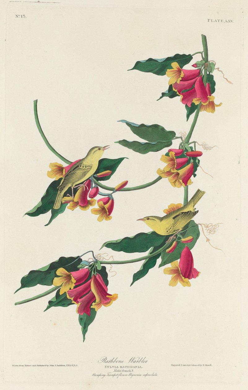 Paruline de Rathbone, 1829 - Robert Havell