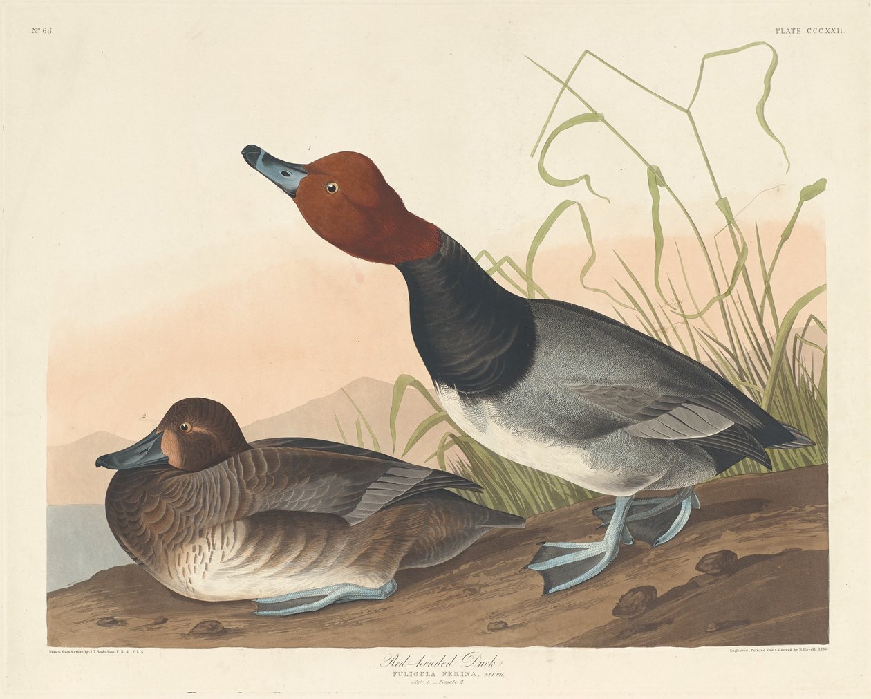 Canard à tête rouge, 1836 - Robert Havell