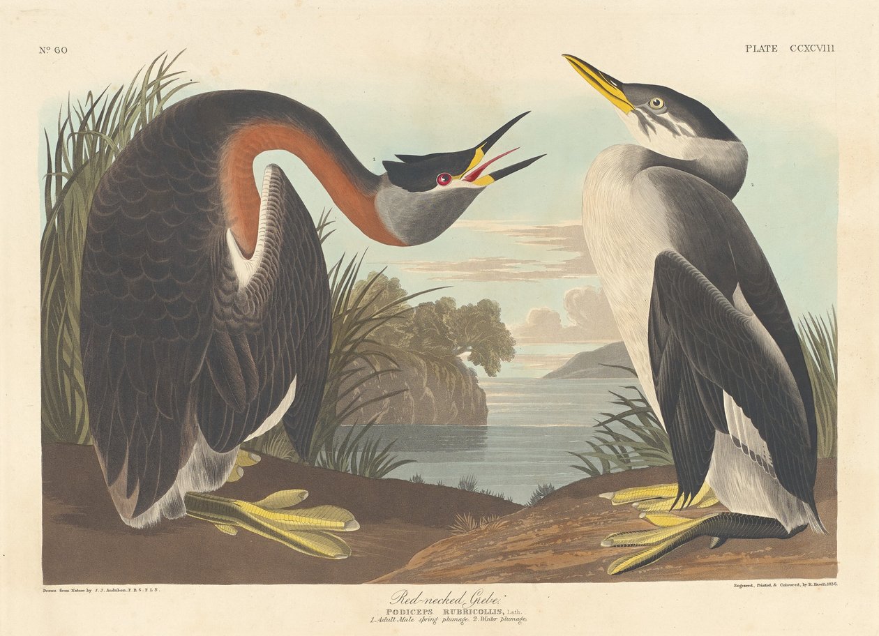 Grèbe jougris, 1836 - Robert Havell