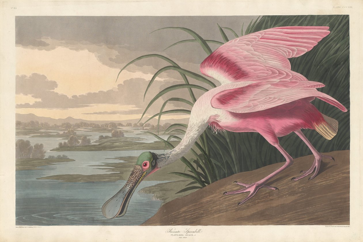 Spatule rosée, 1836 - Robert Havell