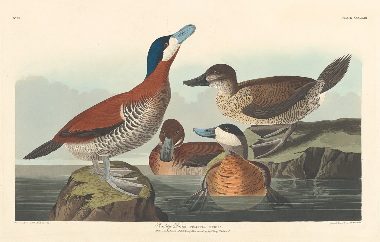 Canard roux - Robert Havell