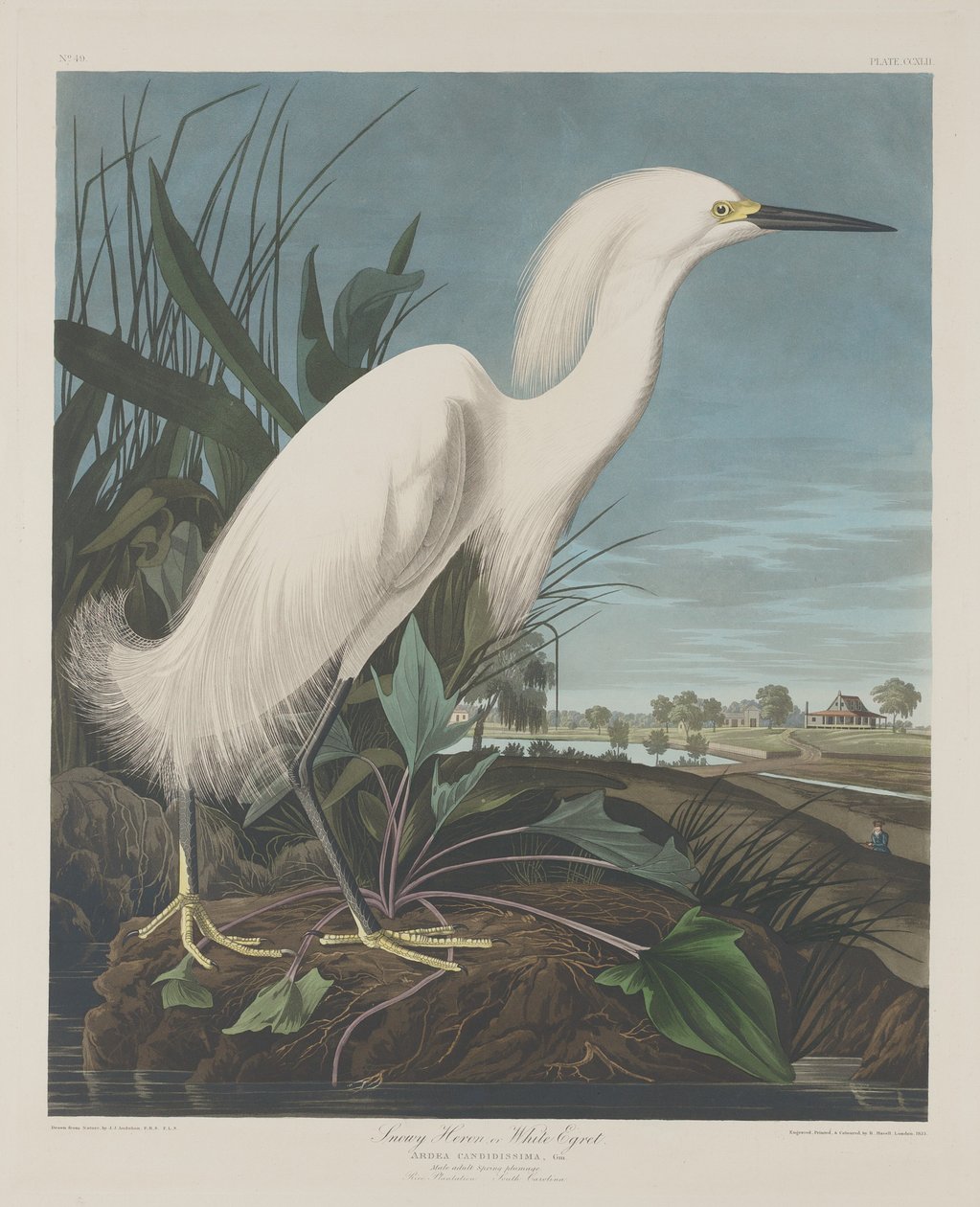 Héron neigeux ou aigrette blanche - Robert Havell