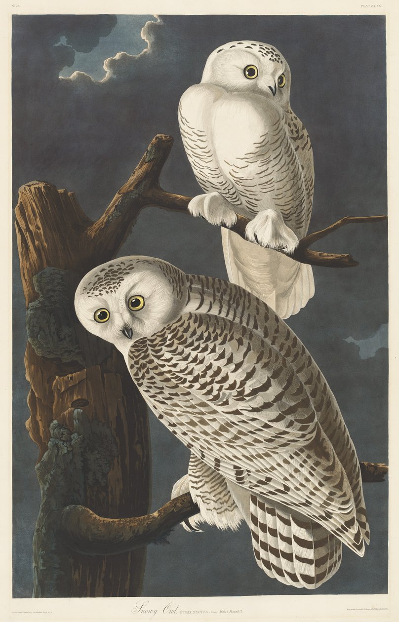 Harfang des neiges, 1831 - Robert Havell