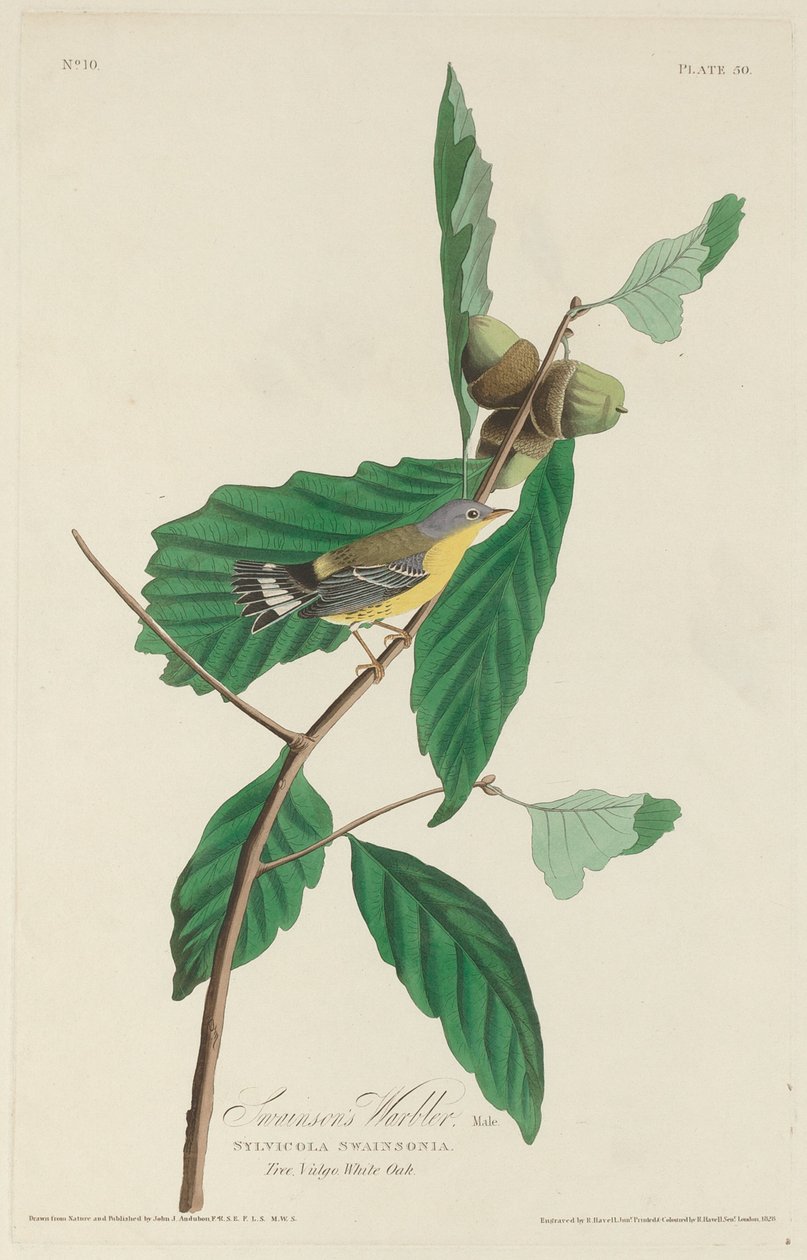 Paruline de Swainson, 1828 - Robert Havell