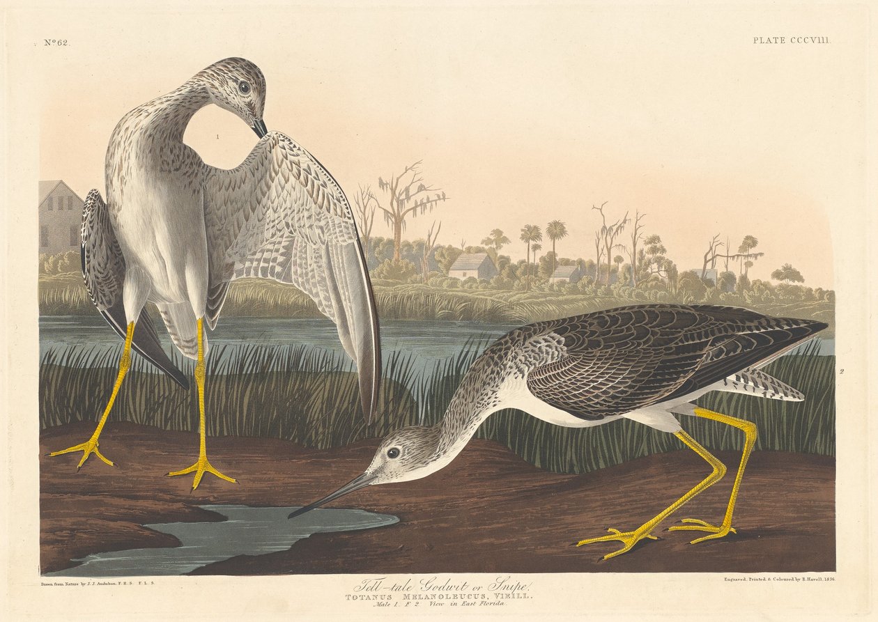 Barge Godwit, 1836 - Robert Havell