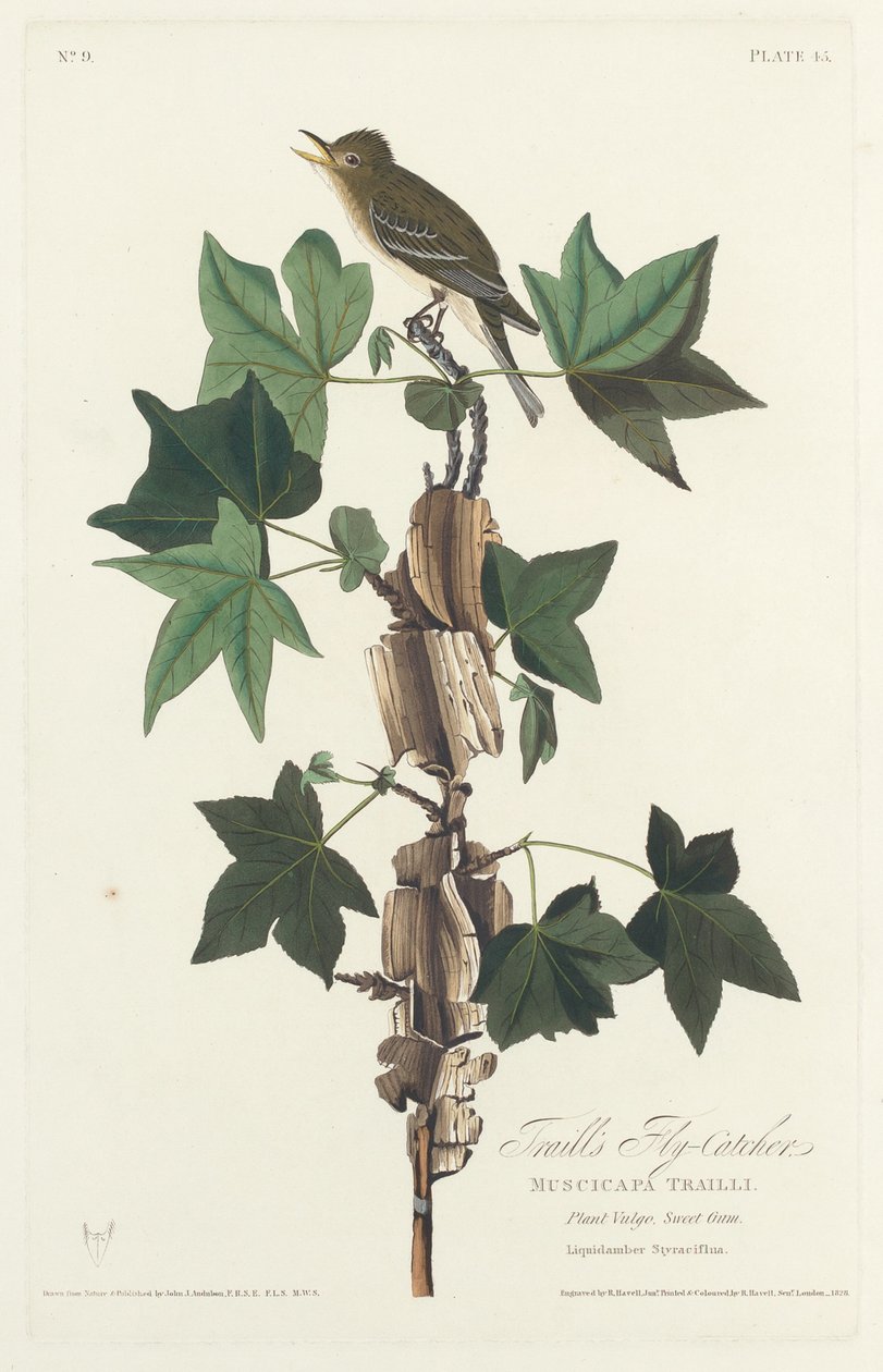 Moucherolle de Traill, 1828 - Robert Havell
