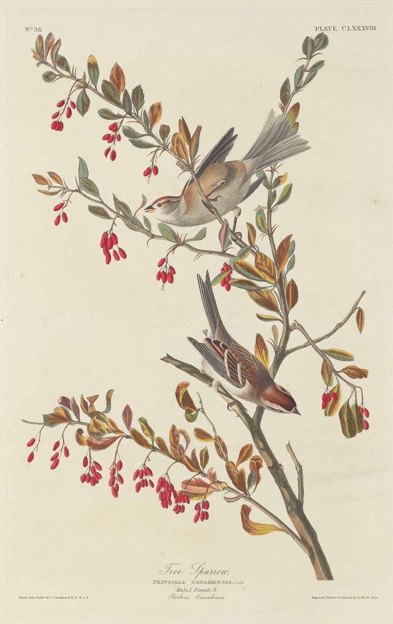 Moineau friquet, 1834 - Robert Havell