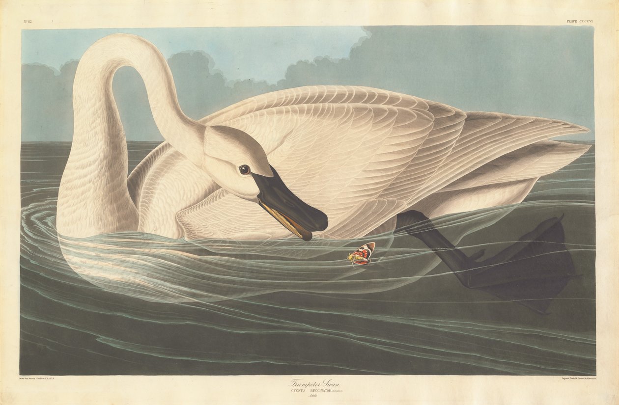 Cygne trompette, 1838 - Robert Havell