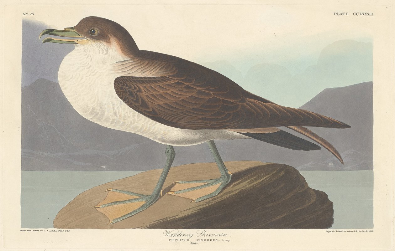 Puffin cendré, 1835 - Robert Havell