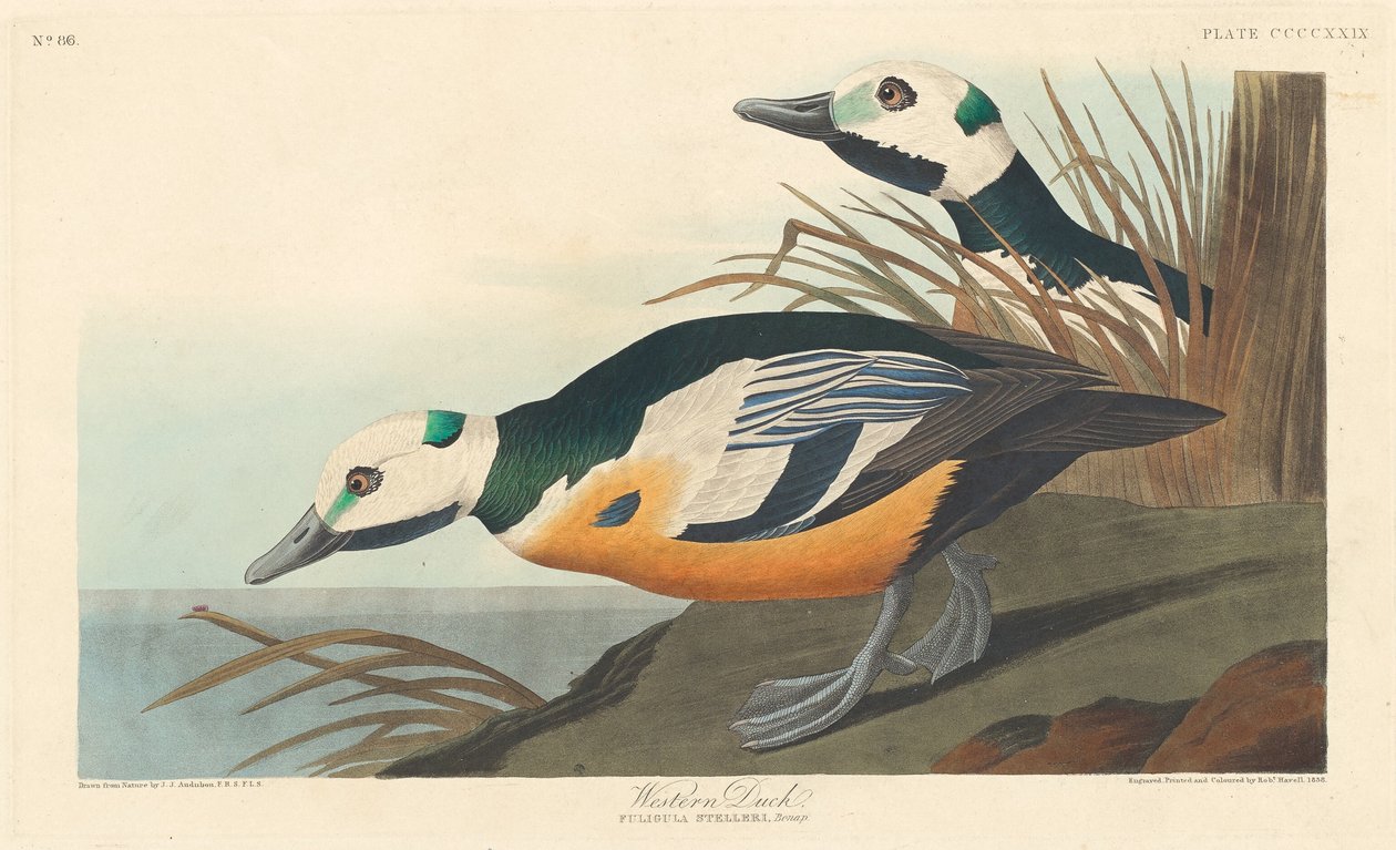 Canard occidental, 1838 - Robert Havell