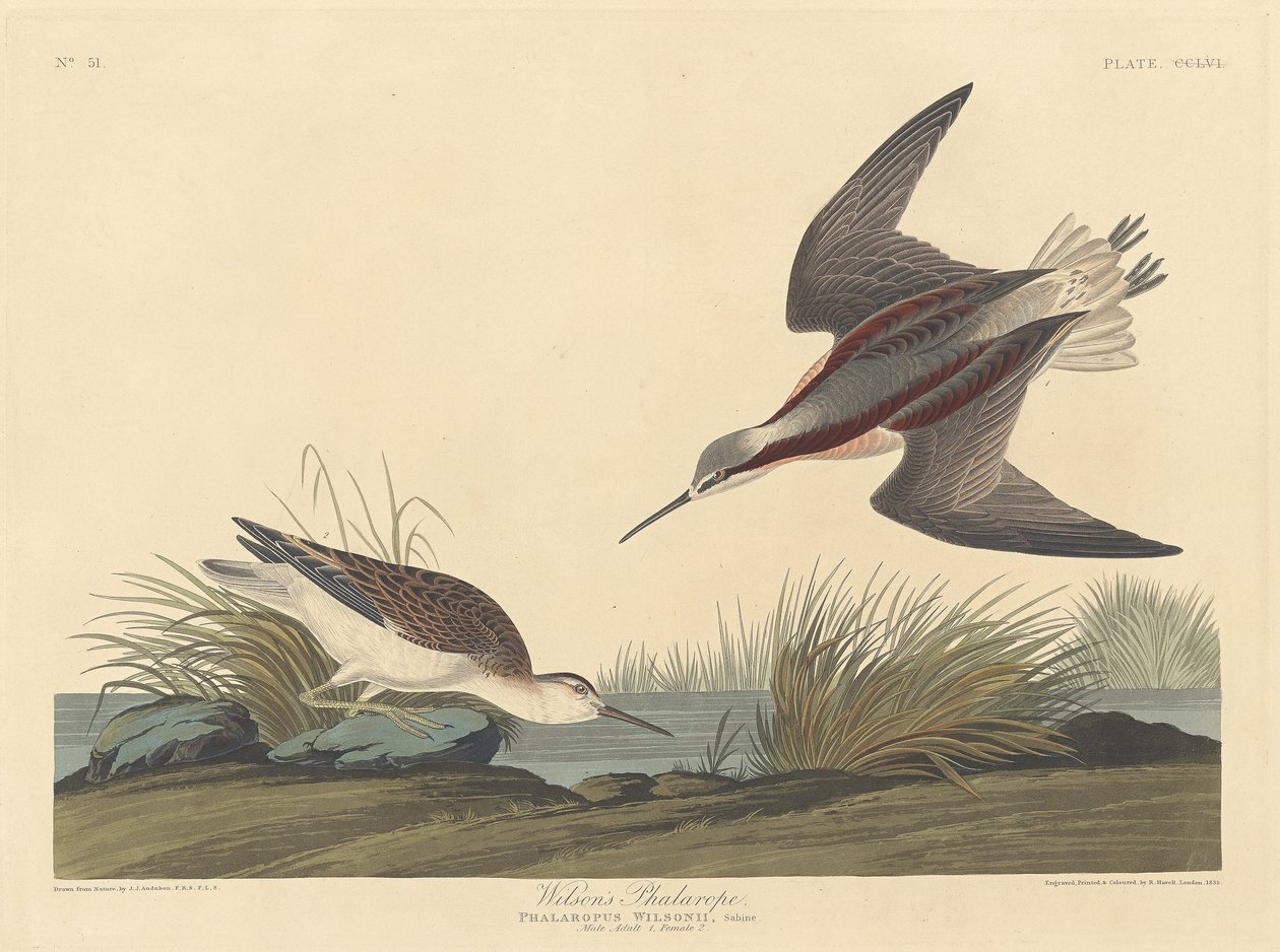Phalarope de Wilson - Robert Havell