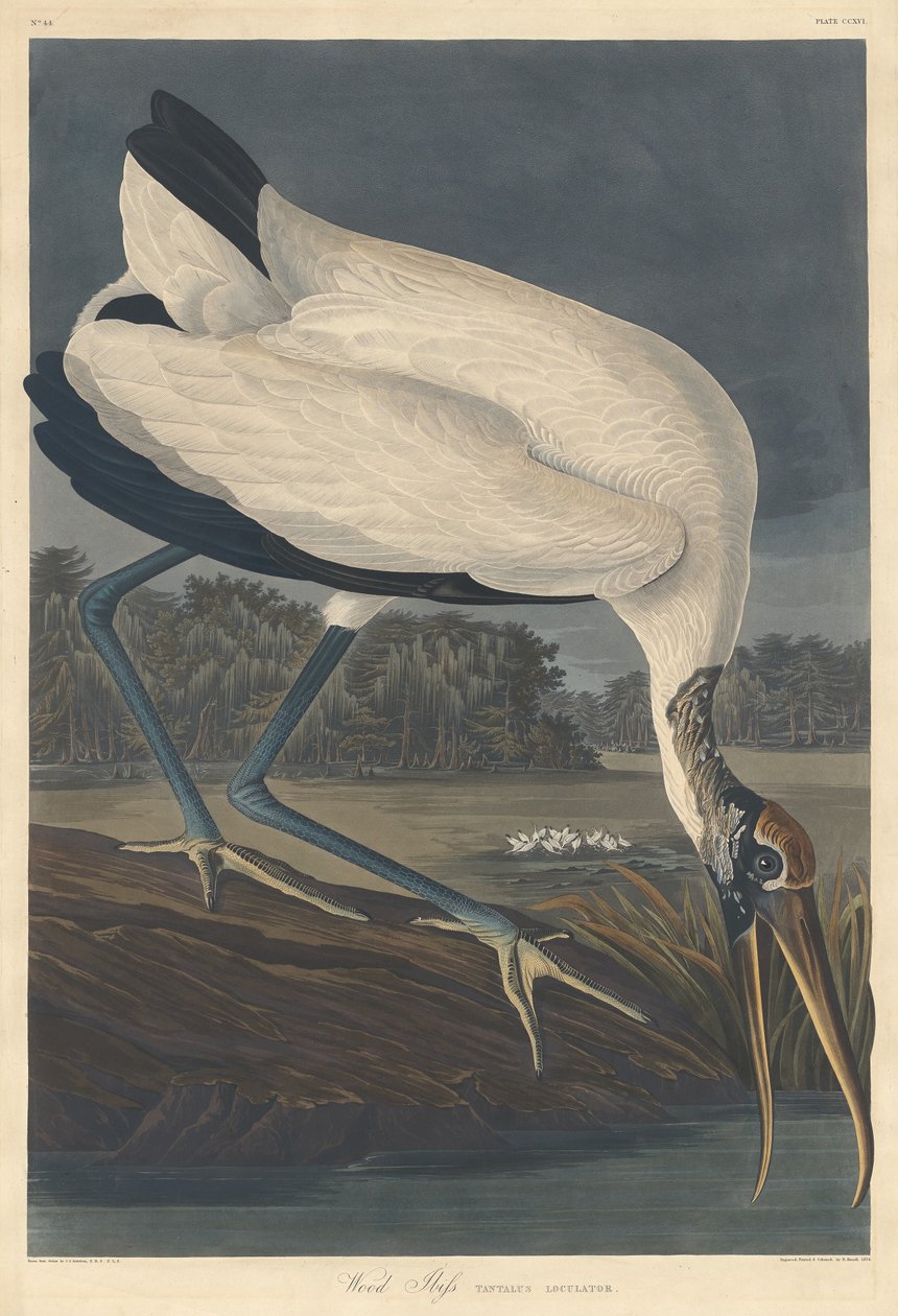 Ibis des bois - Robert Havell