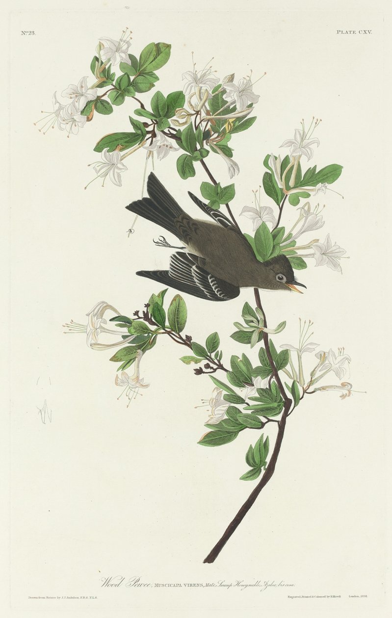 Pioui des bois, 1831 - Robert Havell