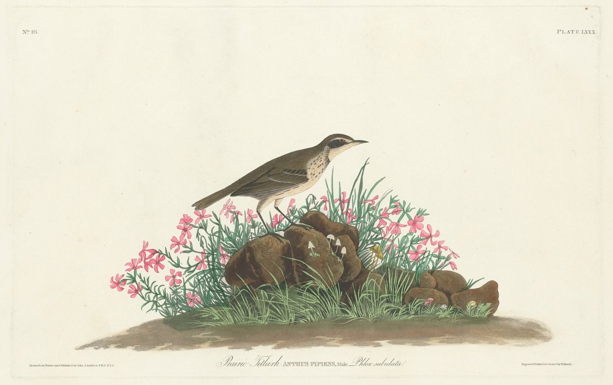 Titlark des prairies - Robert Havell, Jr. after John James Audubon