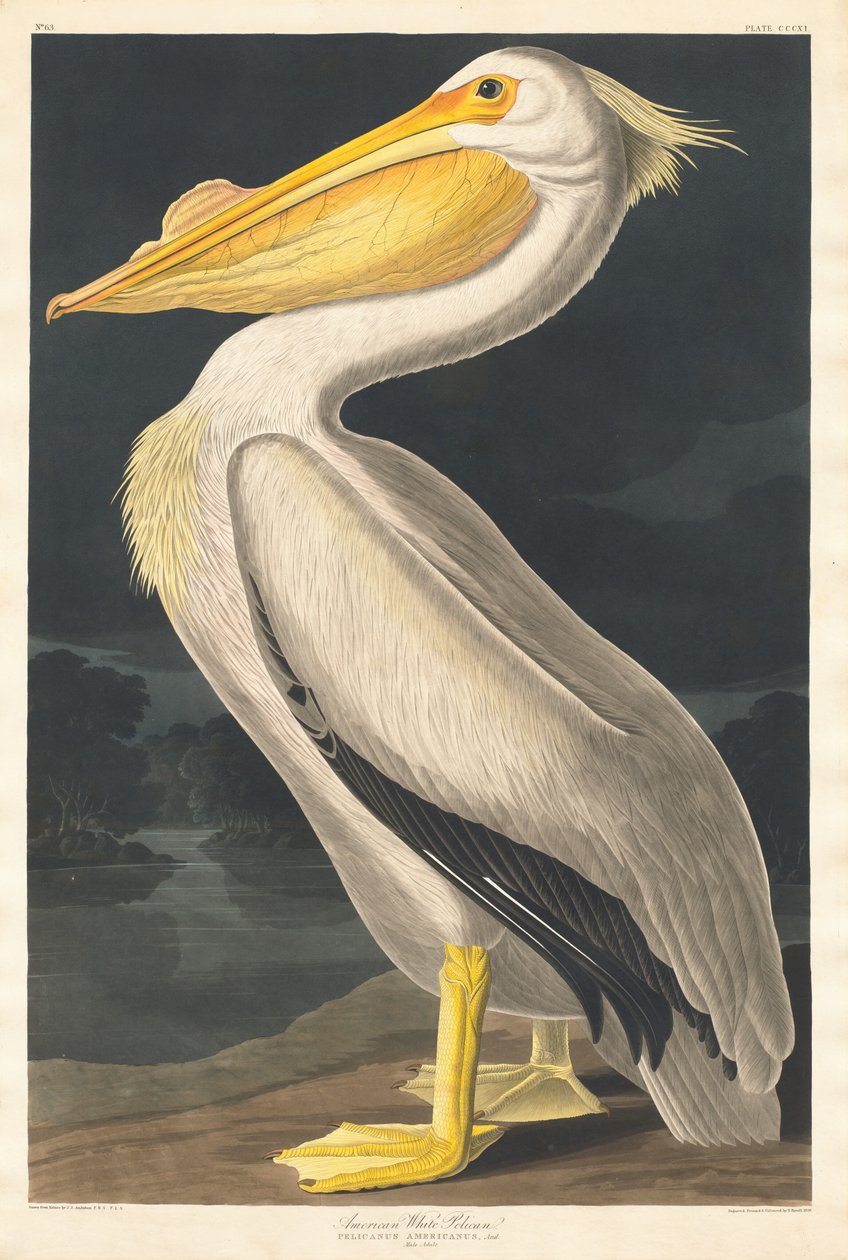 Pélican blanc américain - Robert Havell after John James Audubon
