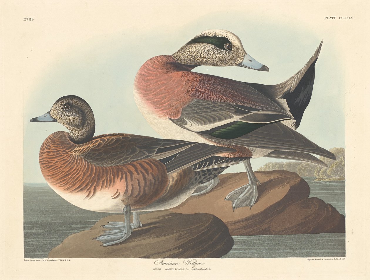 Canard d