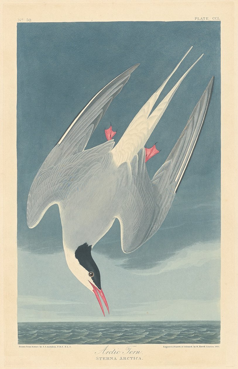 Sterne arctique - Robert Havell after John James Audubon