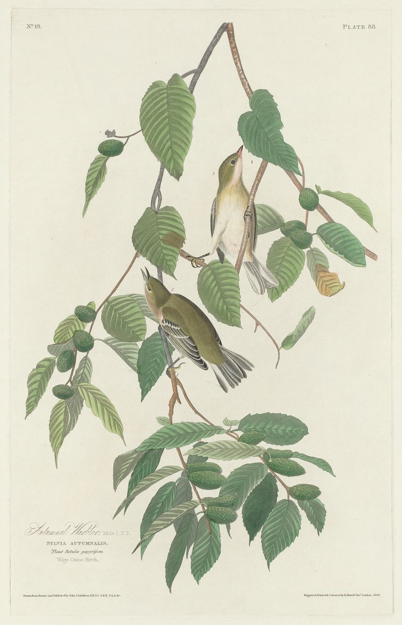 Fauvette automnale - Robert Havell after John James Audubon