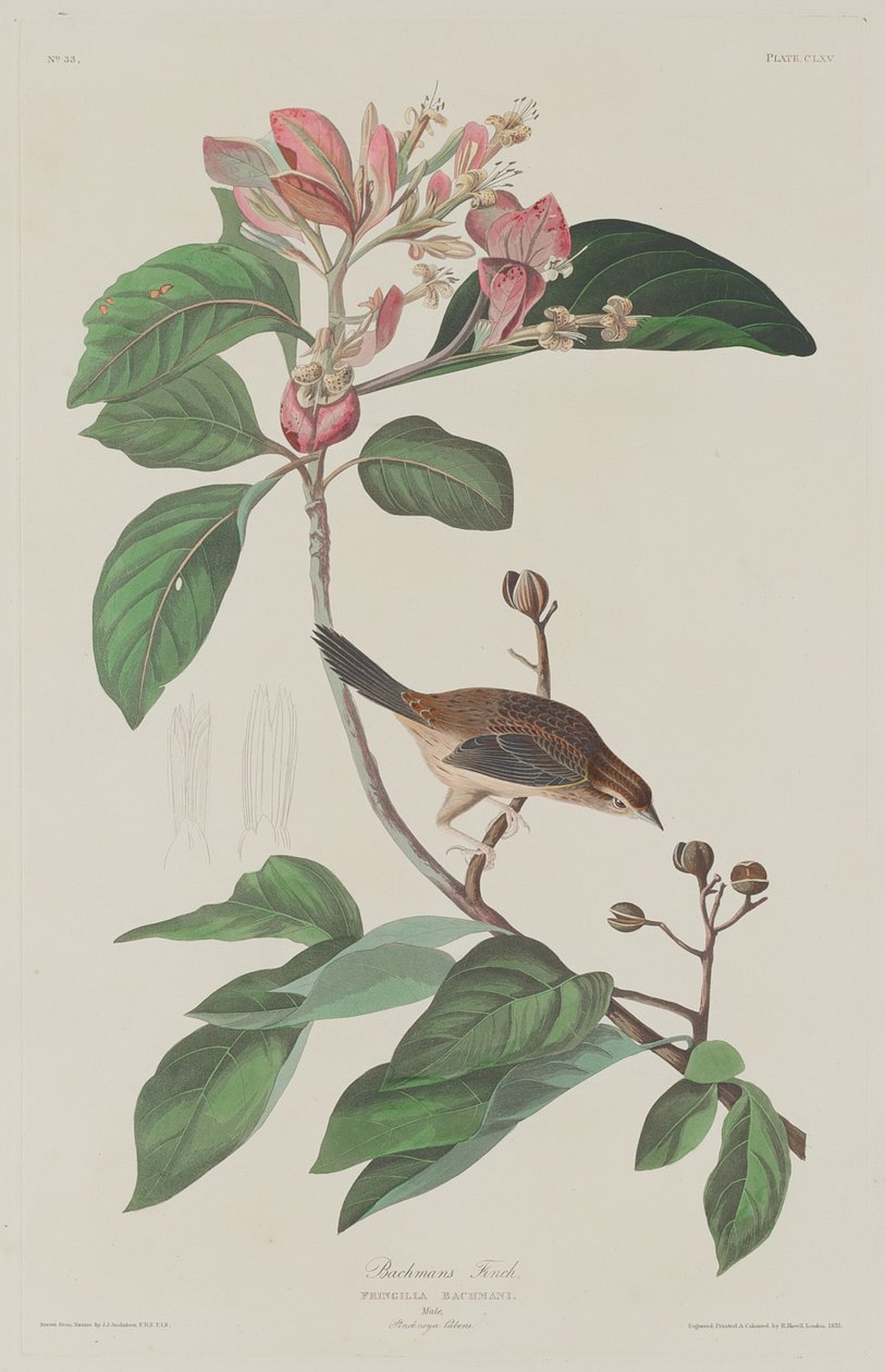 Pinson de Bachman - Robert Havell after John James Audubon